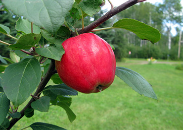 Verger Outaouais - Orchard Norland