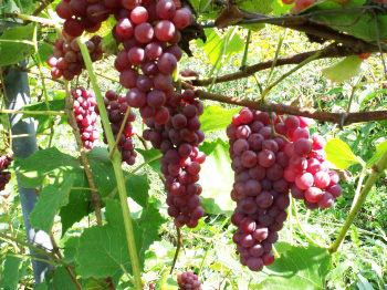 Vignoble en Outaouais - Vigne Somerset
